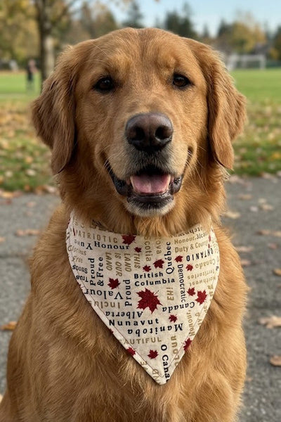 Dog Bandanas