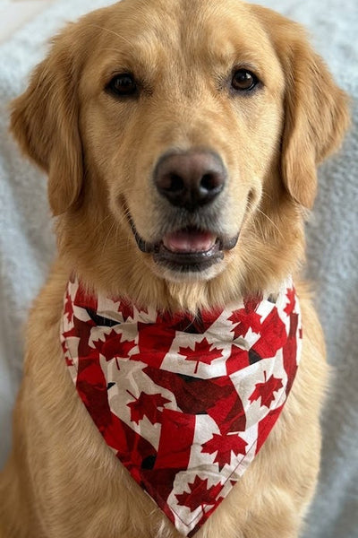 Dog Bandanas